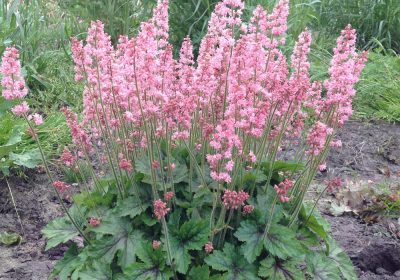 Coral Bell Pink Revolution - Heucherella ‘Pink Revolution’