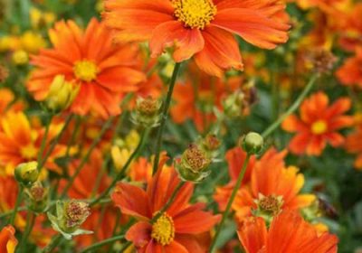 Coreopsis Li_l Bang Darling Clementine - Coreopsis verticillata _Darling Clementine’