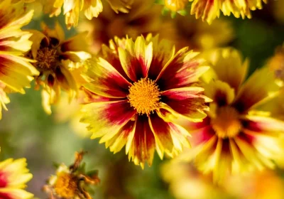 Coreopsis Li_l Bang Enchanted Eve - Coreopsis verticillata ‘Enchanted Eve’