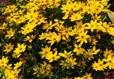 Coreopsis Zagreb - Coreopsis verticillata ‘Zagreb’