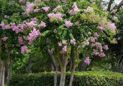 Crape Myrtle Muskogee - Lagerstroemia indica ‘Muskogee’