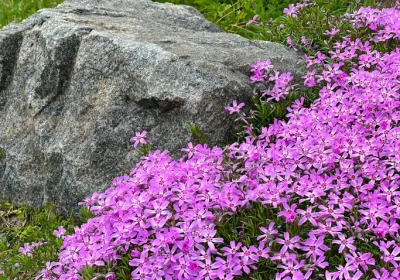 Creeping Phlox _Drummond_s Pink’ - Phlox subulata ‘Drummond’s Pink’
