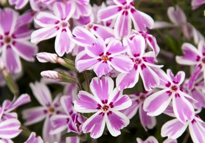 Creeping Phlox ‘Candy Stripe’ - Phlox subulata ‘Candy Stripe’