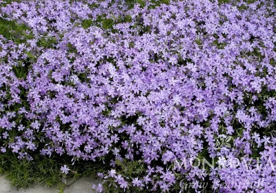 Creeping Phlox ‘Emerald Blue’ - Phlox subulata ‘Emerald Blue’