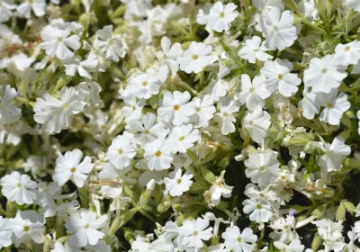Creeping Phlox ‘Snowflake’ - Phlox subulata ‘Snowflake’