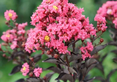 Crepe Myrtle Center Stage Coral - Lagerstroemia ‘Center Stage Coral’