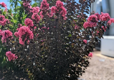 Crepe Myrtle Dark Roast - Lagerstroemia ‘Dark Roast’