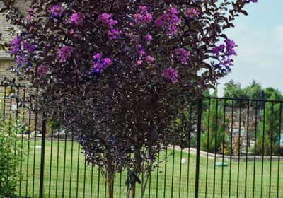 Crepe Myrtle Lavender Skies - Lagerstroemia x ‘Lavender Skies’