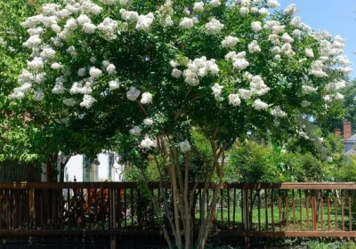 Crepe Myrtle Natchez - Lagerstroemia indica x fauriei ‘Natchez’
