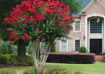 Crepe Myrtle Scarlet - Lagerstroemia x ‘Scarlet’