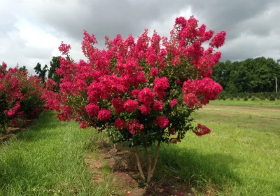 Crepe Myrtle Tonto (Dwarf) - Lagerstroemia indica ‘Tonto’