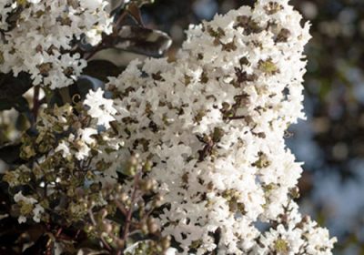Crepe Myrtle White Lightning - Lagerstroemia x ‘White Lightning’