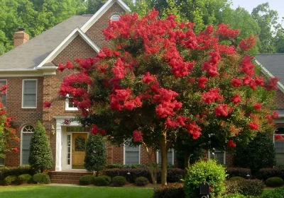 Crepe myrtle Miss Frances - Lagerstroemia indica ‘Miss Frances’