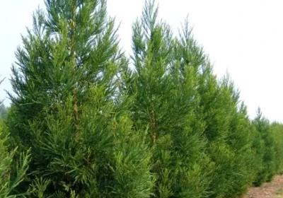 Cryptomeria Japonica ‘Yoshino’