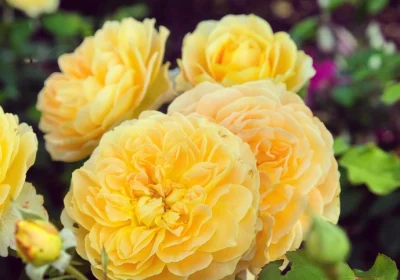 David Austin Rose (Classic English Rose) - Rosa ‘Molineux’