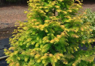Dawn Redwood Amber Glow - Metasequoia glyptostroboides ‘Amber Glow’