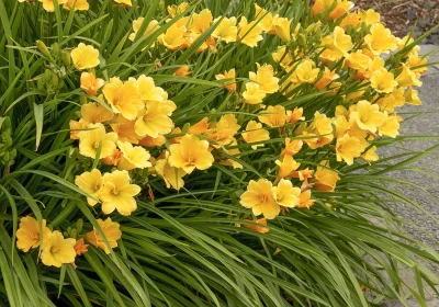 Daylily Stella d’ Oro - Hemerocallis ‘Stella de Oro’