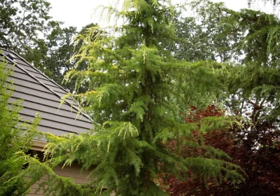 Deodar Cedar ‘Aurea’ - Cedrus deodara ‘Aurea’