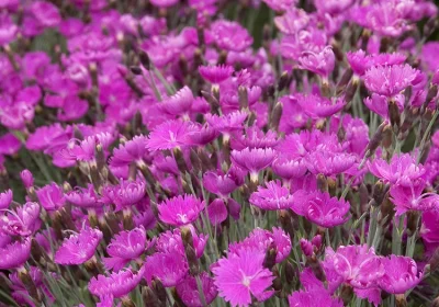 Dianthus Firewitch - Dianthus gratianopolitanus ‘Firewitch’