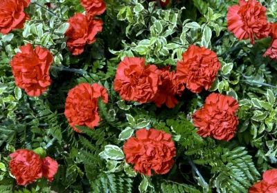 Dianthus Frosty Fire - Dianthus x allwoodii ‘frosty Fire’