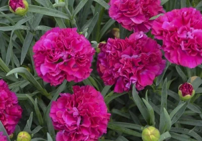 Dianthus Funky Fuchsia - Dianthus x Fruit punch ‘Funky Fuchsia’
