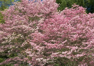 Dogwood Cherokee Brave - Cornus florida Cherokee Brave