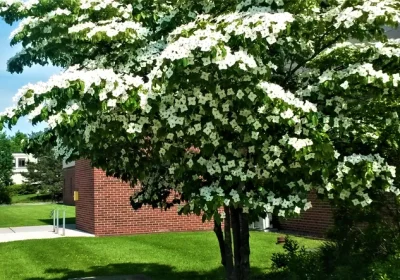 Dogwood Kousa - Cornus kousa