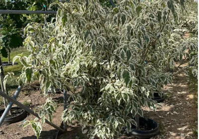 Dogwood Samaritan - Cornus kousa ‘Samaritan’