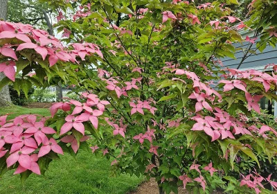 Dogwood Scarlet Fire - Cornus kousa ‘Scarlet Fire’