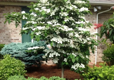 Dogwood Venus - Cornus x _Venus_