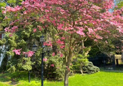Dogwood ‘Stellar Pink’ - Cornus x ‘Rutgan’