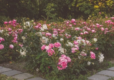 Drift Rose (Ground Cover) - Rosa ‘Drift’