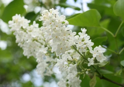 Dwarf Lilac Flowerfesta White (Tree Form) - Syringa Meyeri ‘Flowerfesta White’