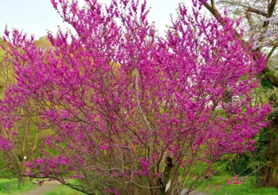 Eastern Red Bud - Cercis canadensis