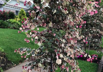 Eastern Redbud Carolina Sweetheart - Cercis canadensis ‘Carolina Sweetheart’