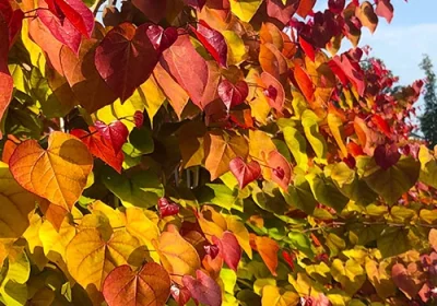 Eastern Redbud Flamethrower - Cercis canadensis ‘Flamethrower’