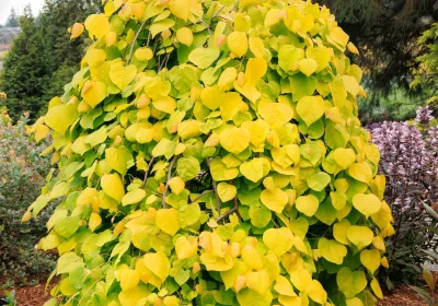 Eastern Redbud Golden Falls (Weeping) - Cercis canadensis ‘Golden Falls’