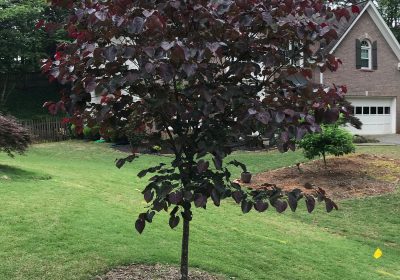 Eastern Redbud Merlot - Cercis canadensis ‘Merlot_