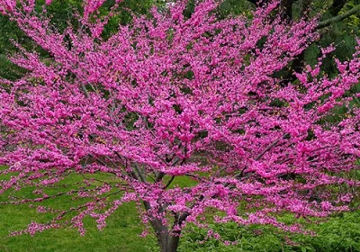 Eastern Redbud Midnight Express - Cercis canadensis ‘Midnight Express’
