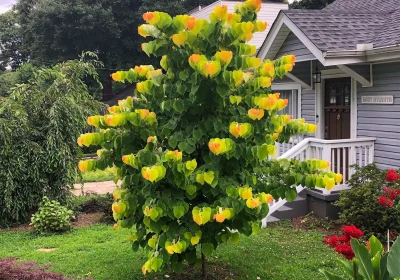 Eastern Redbud Rising Sun - Cercis canadensis ‘Rising Sun’