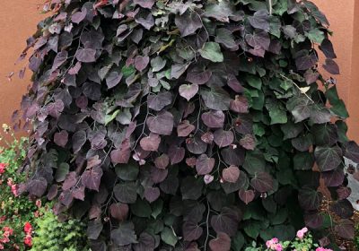 Eastern Redbud Ruby Falls (Weeping) - Cercis canadensis ‘Ruby Falls’