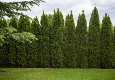 Emerald Green Arborvitae - Thuja ‘Emerald Green’