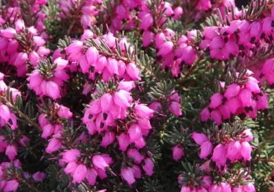 Erica ‘Kramers Red’