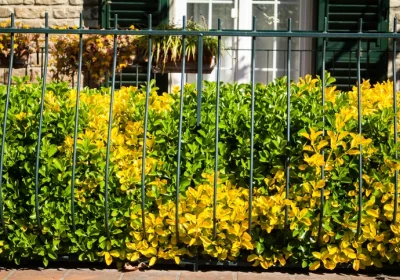 Euonymus Aureo-marginata - Euonymus japonicus ‘Aureo-marginatus’