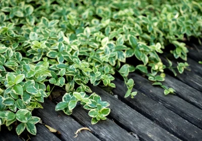 Euonymus Fort Moonshadow - Euonymus fortunei ‘Moonshadow’