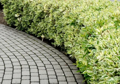Euonymus Silver King - Euonymus japonicus ‘Silver King’