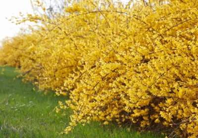 Forsythia _Lynwood Gold_ - Forsythia intermedia ‘Lynwood Gold’