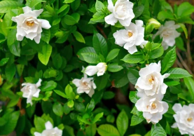 Gardenia Diamond Spire - Gardenia hybrid ‘Leefive’
