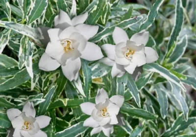 Gardenia Silver Lining - Gardenia jasminoides radicans ‘Silver Lining’