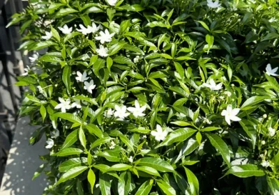Gardenia Snow Globe - Gardenia jasminoides ‘Snow Globe’